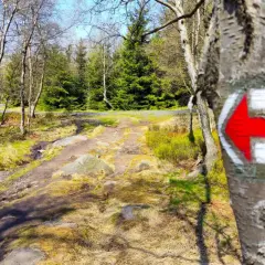 Czerwona strzałka na drzewie wyznacza szlak pieszy zielony. Ścieżka prowadzi przez las i łąkę.