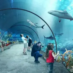 W oceanarium Niechorze podziwiaj rekiny i kolorowe ryby w tunelu podwodnym. Rodziny z dziećmi zachwycone.
