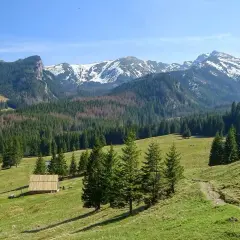 Zielony górski krajobraz z lasem świerkowym, drewnianą chatką i ośnieżonymi szczytami w tle. Idealne miejsce na tatrzańskie szlaki.