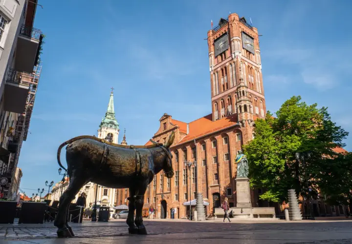 Pomnik osiołka na Rynku Staromiejskim, jedna z głównych toruńskich atrakcji, na tle Ratusza Staromiejskiego i kościoła św. Janów.