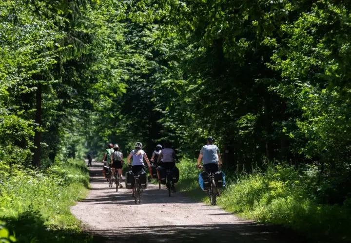 Grupa rowerzystów jedzie leśną ścieżką w słoneczny dzień.