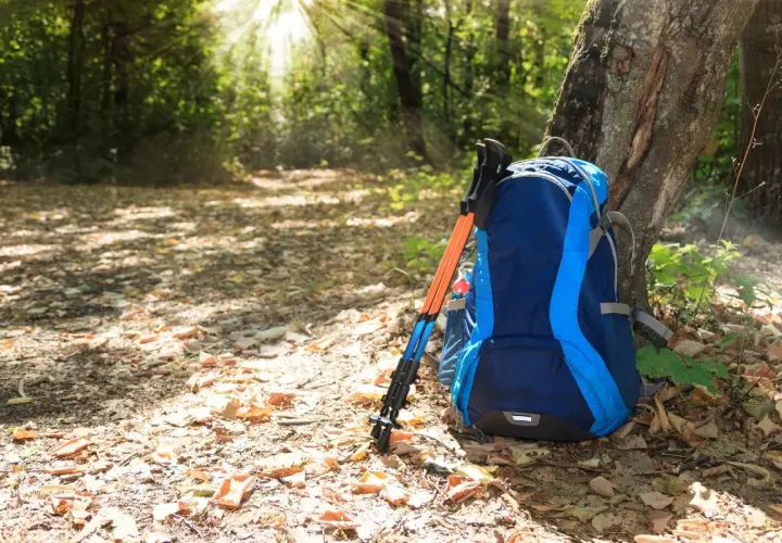 Plecak i kijki trekkingowe opierają się o drzewo w lesie. Dowiedz się, jak dobrać kijki trekkingowe do wzrostu, by wędrówka była komfortowa.