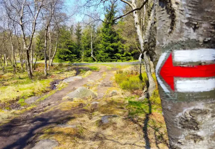 Czerwona strzałka na drzewie wyznacza szlak pieszy zielony. Ścieżka prowadzi przez las i łąkę.