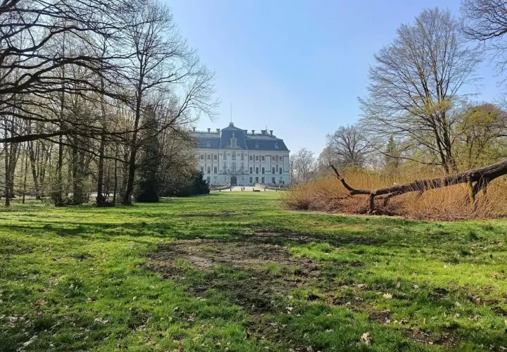 Pałac w Pszczynie, jedna z głównych atrakcji regionu, otoczony parkiem. Wiosna budzi zieleń, a powalone drzewo dodaje malowniczego charakteru.