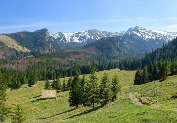 Zielony górski krajobraz z lasem świerkowym, drewnianą chatką i ośnieżonymi szczytami w tle. Idealne miejsce na tatrzańskie szlaki.