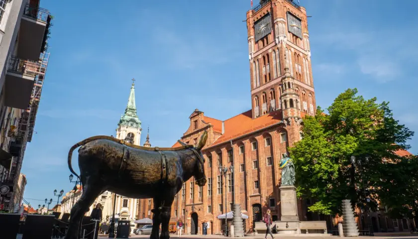 Pomnik osiołka na Rynku Staromiejskim, jedna z głównych toruńskich atrakcji, na tle Ratusza Staromiejskiego i kościoła św. Janów.