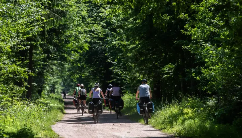 Grupa rowerzystów jedzie leśną ścieżką w słoneczny dzień.