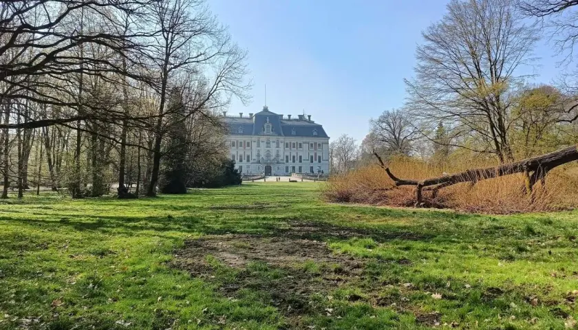 Pałac w Pszczynie, jedna z głównych atrakcji regionu, otoczony parkiem. Wiosna budzi zieleń, a powalone drzewo dodaje malowniczego charakteru.