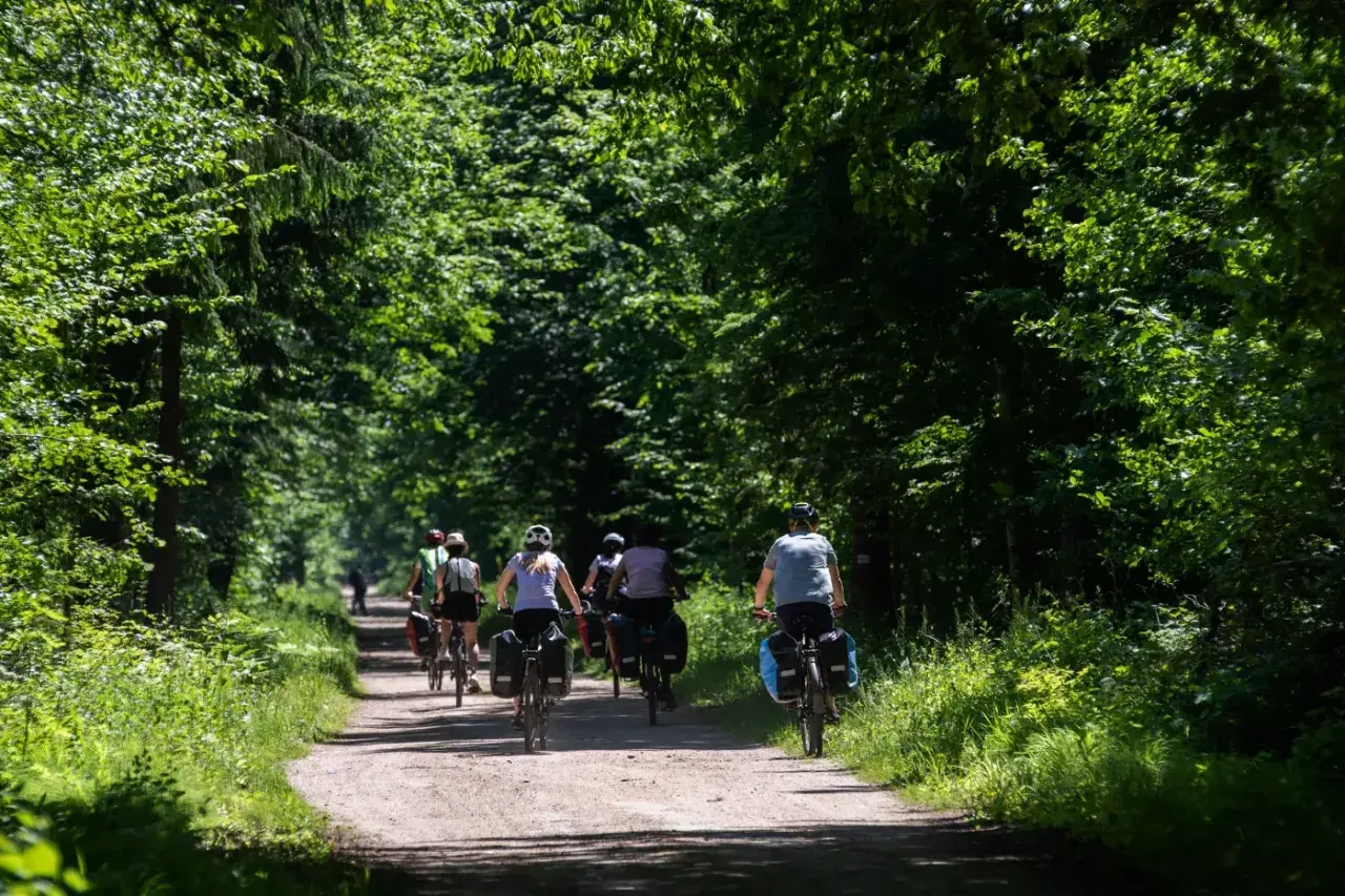 Grupa rowerzystów jedzie leśną ścieżką w słoneczny dzień.