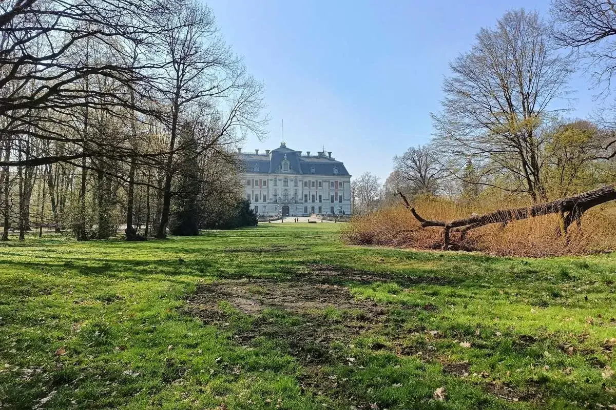 Pałac w Pszczynie, jedna z głównych atrakcji regionu, otoczony parkiem. Wiosna budzi zieleń, a powalone drzewo dodaje malowniczego charakteru.