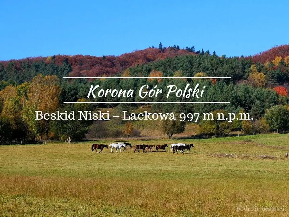 Jesień w Beskidzie Niskim. Konie pasą się na łące, a w tle jesienne lasy. To najłatwiejszy szlak na Lackową.