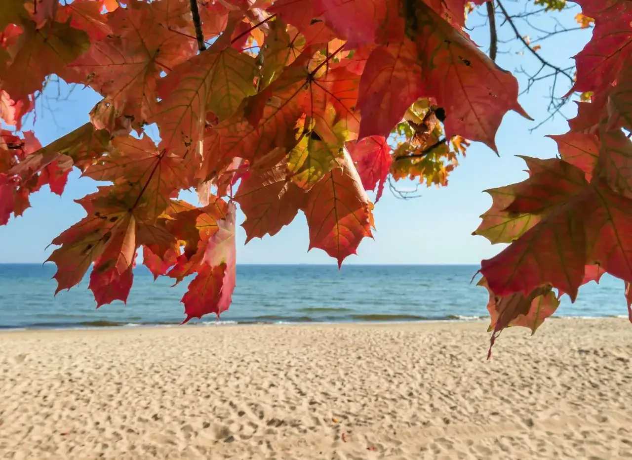 Jesienne liście klonu zwisają nad piaszczystą plażą. W tle błękitne morze i niebo. Cudowny jod nad morzem.